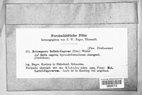 Melampsora caprearum image